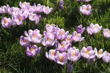 Bloemen die in de herfst geplant moeten worden