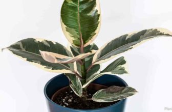 Ficus Tineke Rubber Plant Verzorgingsgids
