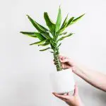 Hoe zorg je voor een massarietplant bij je thuis?