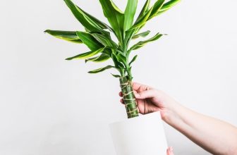 Hoe zorg je voor een massarietplant bij je thuis?