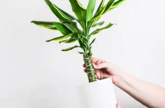 Hoe zorg je voor een massarietplant bij je thuis?