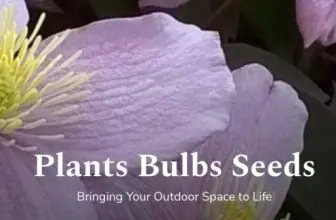 Welke klussen u in december in de tuin kunt doen