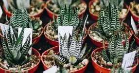 Het kweken van de kleine zebraplant