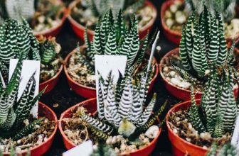 Het kweken van de kleine zebraplant