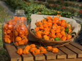 Habanero-plantstadia: groeistappen