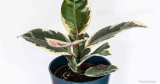 Ficus Tineke Rubber Plant Verzorgingsgids